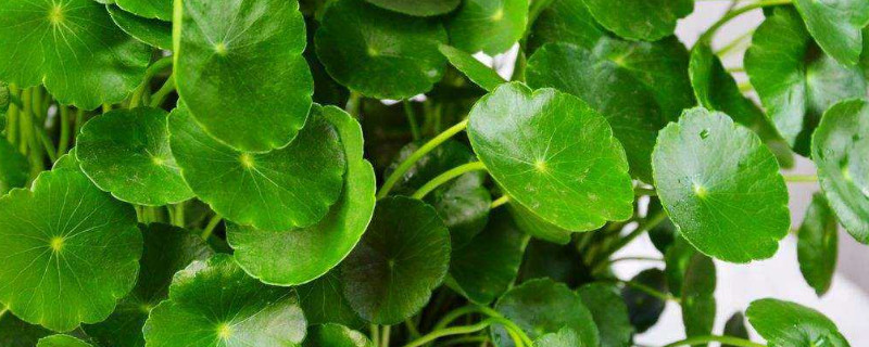 金钱叶的养殖办法和留意事项