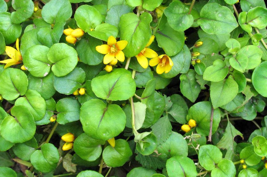 金钱叶的养殖办法和留意事项