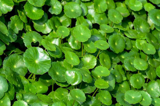 金钱叶的养殖办法和留意事项