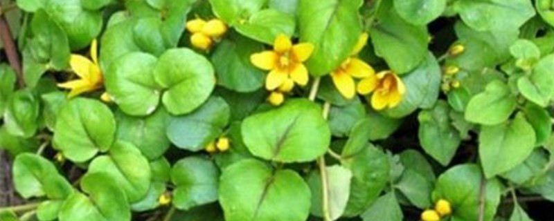 金钱草和铜钱草如何认