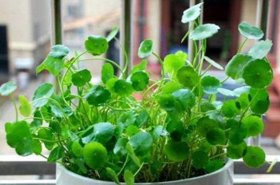 金钱草和铜钱草如何认