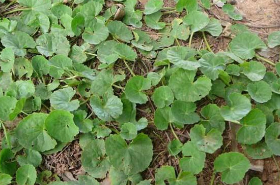 金钱草和铜钱草如何认