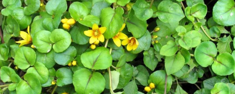 金钱草开花了如何办