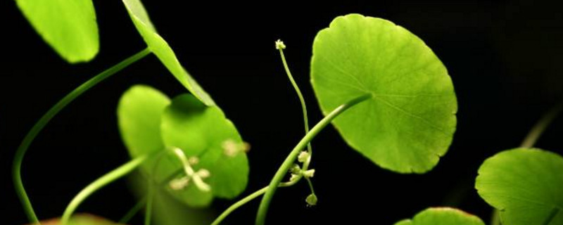 金钱草开花后如何处理