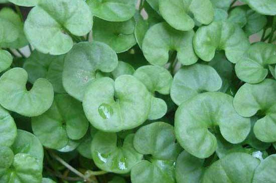 金钱草开花后如何处理