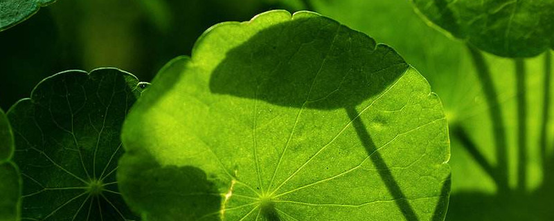 金钱草叶子为何变黄