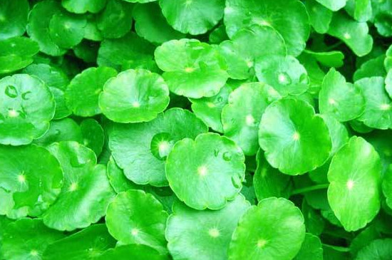 金钱草叶子为何变黄