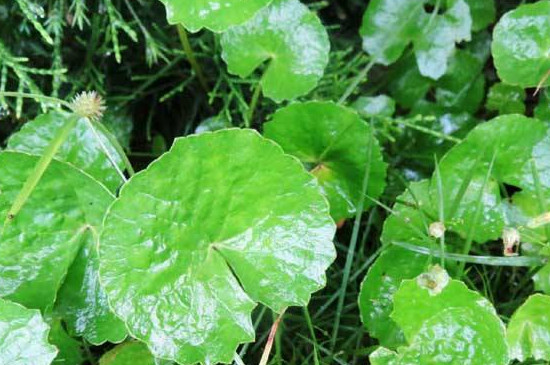 金钱草叶子为何变黄