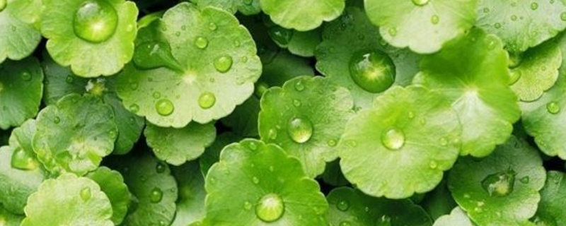 金钱草叶子发黄如何办