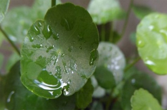 金钱草叶子发黄如何办