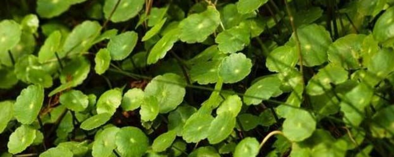 金钱草叶子发黄如何办