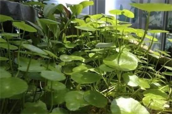 金钱草叶子发黄如何办