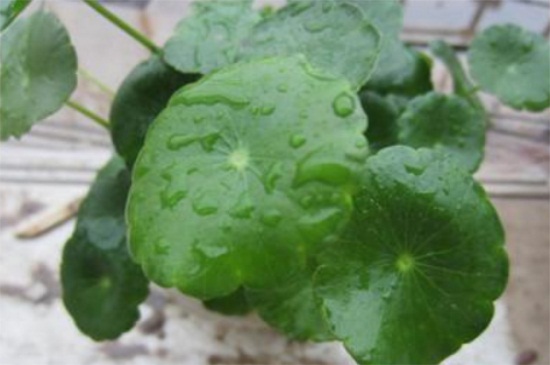 金钱草叶子发黄如何办