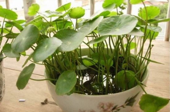 金钱草叶子发黄如何办