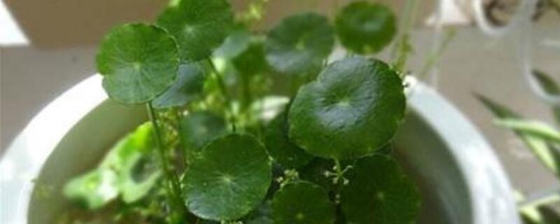 金钱草水培如何养