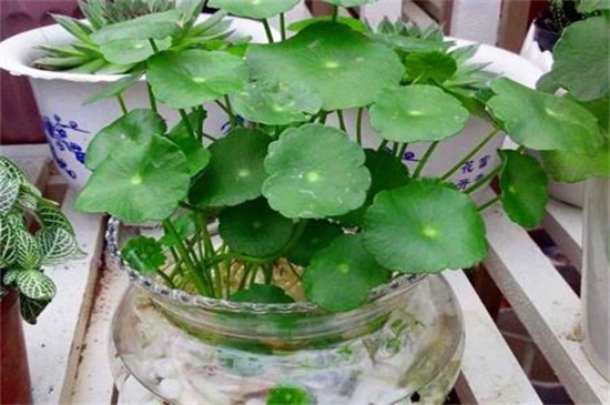 金钱草水培如何养