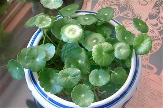 金钱草水培如何养