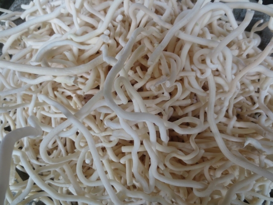 通草的功效与作用：内无湿热及孕妇慎服