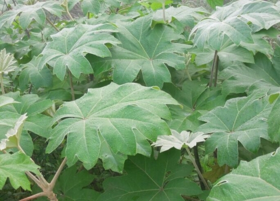 通草的功效与作用：内无湿热及孕妇慎服