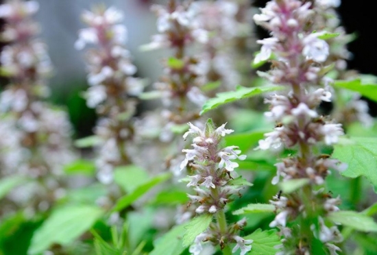 夏枯草简介 夏枯草简介
