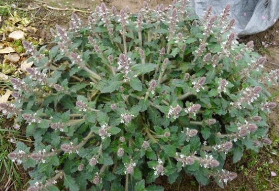 夏枯草简介 夏枯草简介