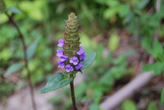 夏枯草的功效与作用：脾胃虚弱者慎服