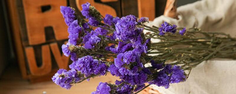 情人草如何养成干花