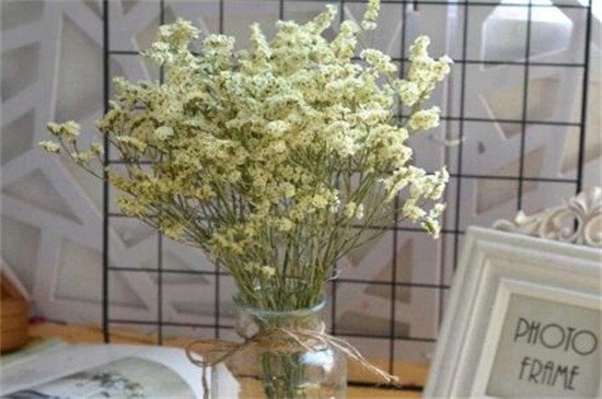 情人草如何养成干花