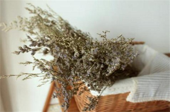 情人草如何养成干花