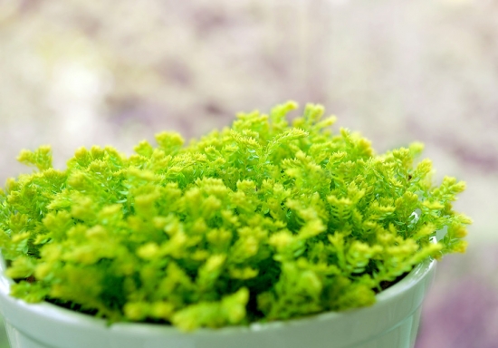 情人草的养殖办法和留意事项：温度过低会冻害