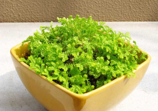 情人草的养殖办法和留意事项：温度过低会冻害