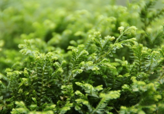 情人草的养殖办法和留意事项：温度过低会冻害