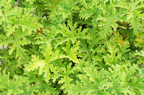 驱蚊草如何浇水