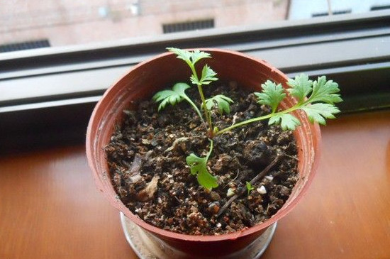 驱蚊草如何浇水