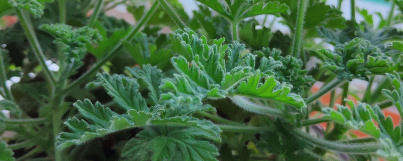 驱蚊草的种植和扦插办法