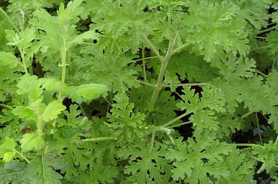 驱蚊草的种植和扦插办法