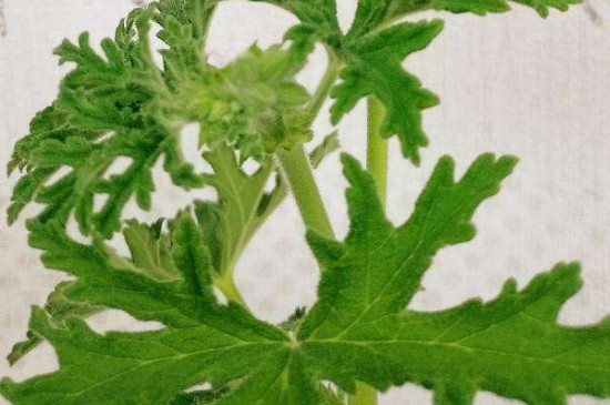 驱蚊草的种植和扦插办法