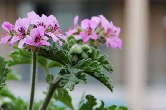 驱蚊草的扦插办法和时间