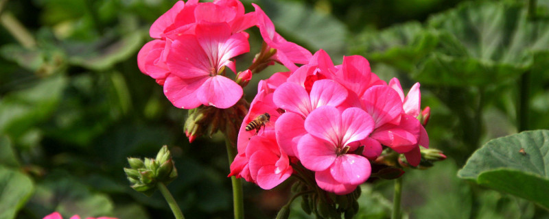 重瓣天竺葵的种类