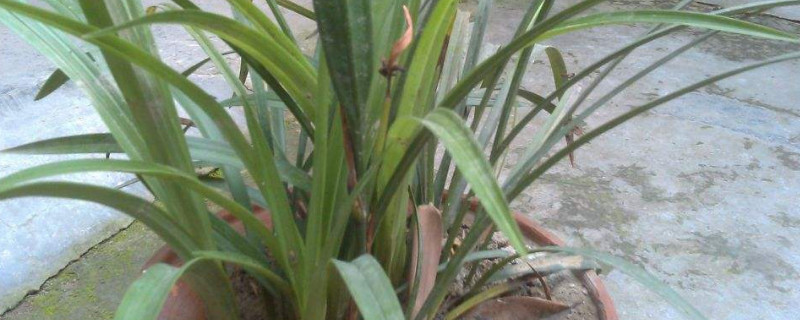 漳州兰草为何难养