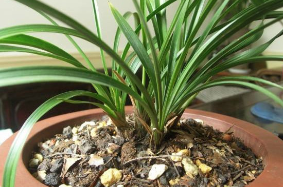 漳州兰草为何难养