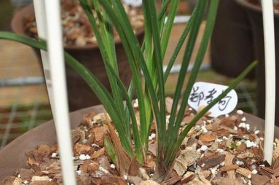 漳州兰草为何难养