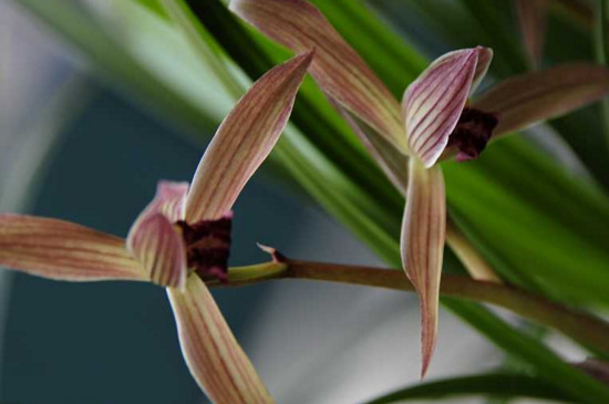 野生兰草如何鉴别名贵