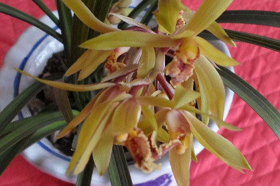 野生兰草如何鉴别名贵