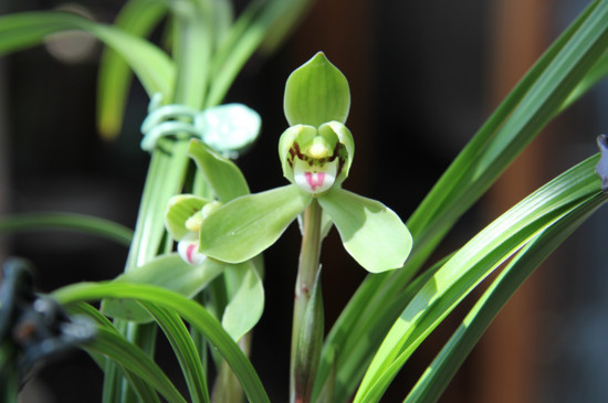 野生兰草如何鉴别名贵