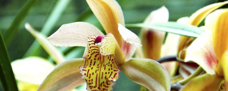 兰草叶子发黄如何回事