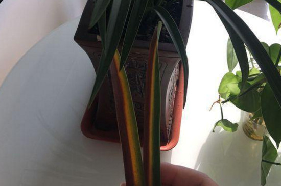 兰草叶子发黄如何回事