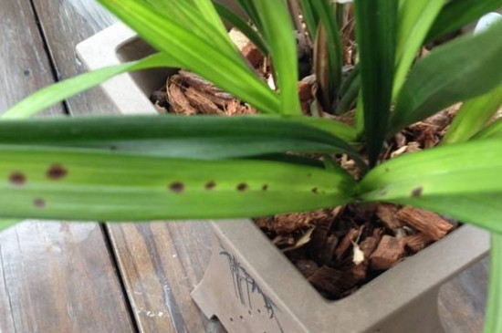 兰草叶子发黄如何回事