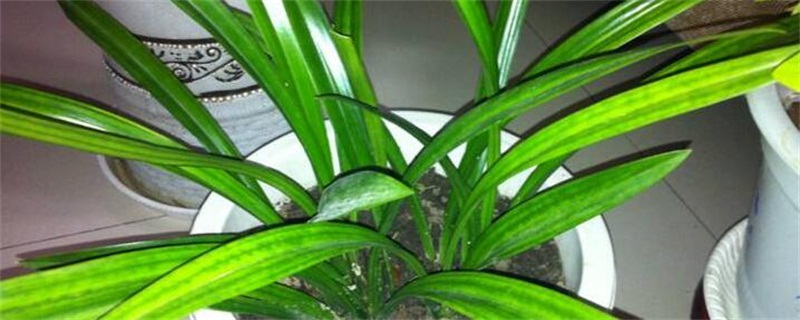 兰草的养殖办法和留意事项