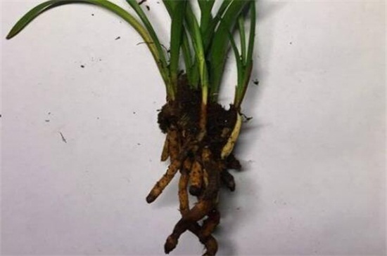 山上野生兰草如何识别,六个方面轻松辨别